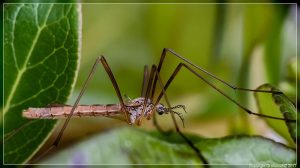 Wingless Cranefly, Gynoplistia pedestris