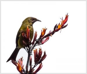 Juvenile Bellbird