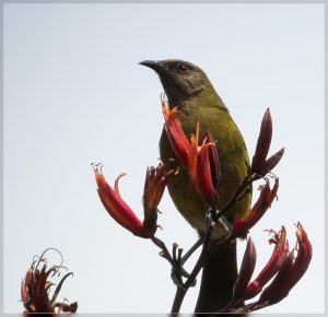 Male Bellbird