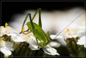 Genus Conocephalus