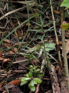 Rohutu, Totara seedlings. Image John Skilton
