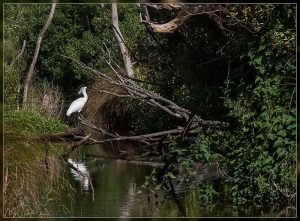 Royal Spoonbill