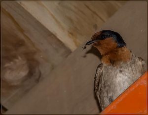 Welcome Swallow with Midge
