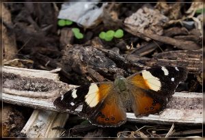 Yellow Admiral