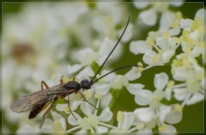 Ichneumon Wasp