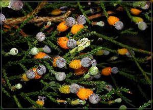 Kahikatea Berries