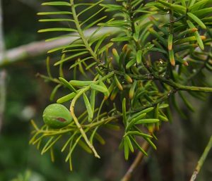 Matai Fruit, image John Skilton