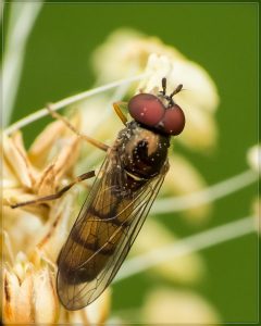 Small Hover Fly, Melanostoma fasciatum