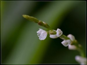 Swamp Willow Weed, Polygonum salicifolium