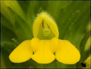 Yellow Glandweed, Parentucellia viscosa
