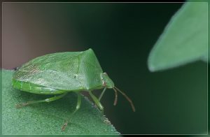 Green potato bug - Cuspicona simplex