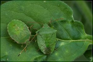 Green potato bug - Cuspicona simplex