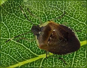 Pittosporum shield bug - Monteithiella humeralis