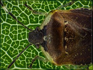 Pittosporum shield bug - Monteithiella humeralis