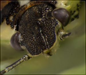 Pittosporum shield bug - Monteithiella humeralis