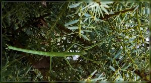Stick Insect, Clitarchus hookeri