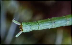 Stick Insect, Clitarchus hookeri
