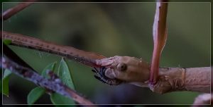 Stick Insect, Clitarchus hookeri