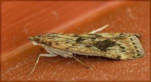 Achyra affinitalis, Cotton Web Spinner