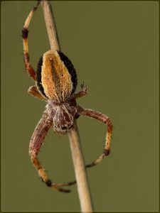 Cyclosa fuliginata