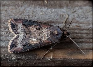 Dark Sword Grass, Agrotis ipsilon