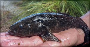 Giant Bully, Gobiomorphus gobioides, 175 mm Image Kenny Rose