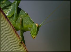 Common Garden Katydid, Caedicia simplex, Female
