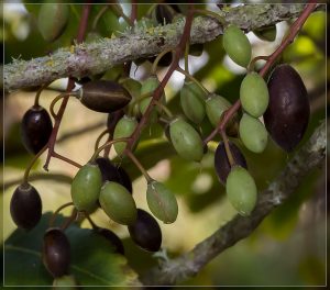 Pokaka Fruit, Elaeocarpus hookerianus