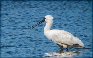 Royal Spoonbill, Platalea regia