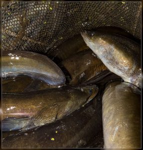 Shortfin Eel, Anguilla australis