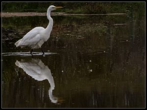 White Heron, Egretta alba