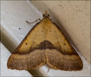 Anachloris subochraria, Golden Grass Carpet
