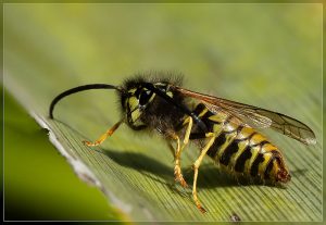 German Wasp Queen, Vespula germanica