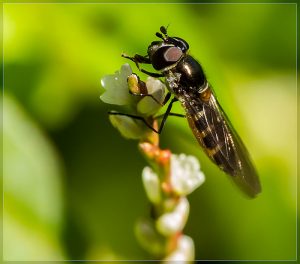 Large Hoverfly, Melangyna novaezelandiae