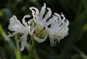 Nerine