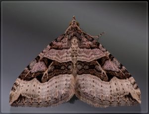 Xanthorhoe semifissata