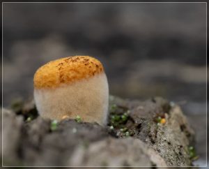 Bird's Nest Fungi, Family Nidulariaceae
