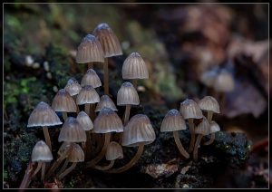 Bonnets, Genus Mycena
