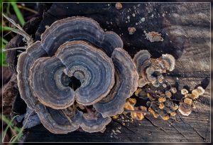 Trametes versicolor