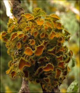 Golden-eye Lichen, Teloschistes chrysophthalmus