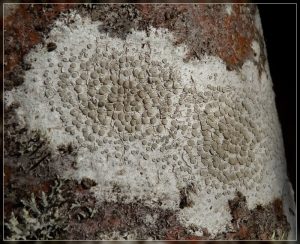 Lecanora carpinea