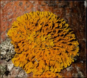 Maritime Sunburst Lichen, Xanthoria parietina