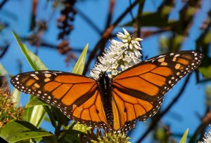Monarch Butterfly