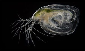 Genus Simocephalus