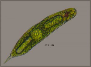 Lepocinclis