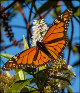 Monarch Butterfly