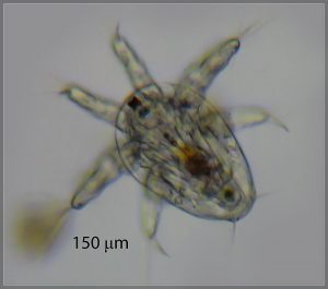 Copepoda Larvae