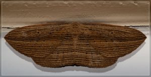 Cabbage Tree Moth, Epiphryne verriculata