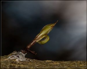 Ileostylus micranthus, Green Mistletoe