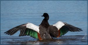 Paradise Shelduck